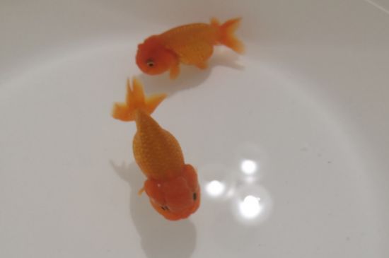 鱼鳞掉了还能长出来吗