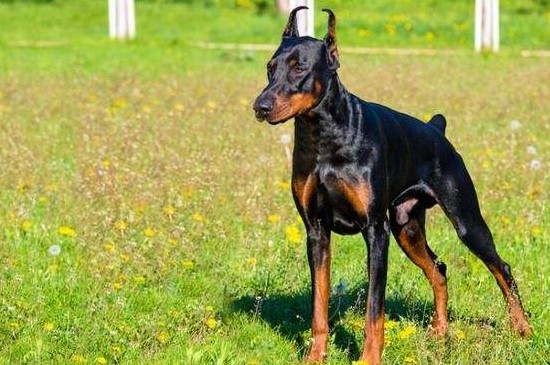 杜宾犬价格多少一只，3种级别杜宾的价格详情