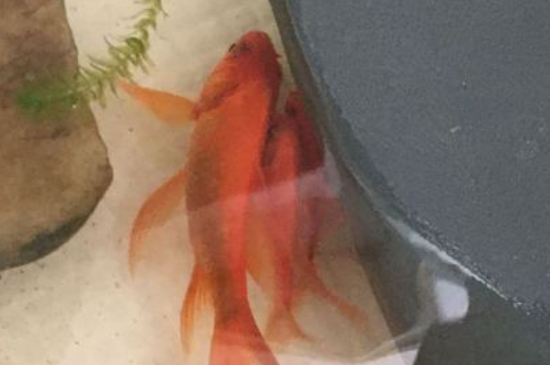 金鱼肚子大了多久产卵