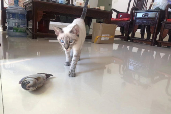 母猫发情症状