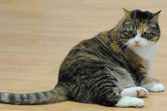 猫咪紧张害怕的表现
