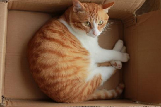 猫喜欢什么