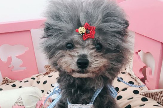 泰迪吃葡萄会怎样