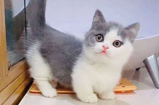 曼基康猫和英短的区别