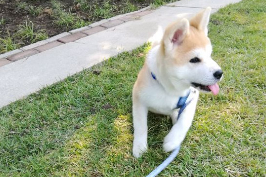 养秋田犬需要准备什么