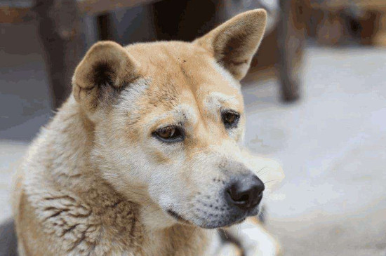 怎么训土狗