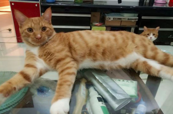 为什么自古橘猫多胖子