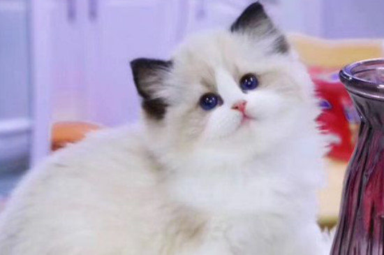 布偶猫养了3天就死了