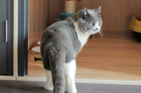 养猫对人的巨大危害，养猫的四大坏处