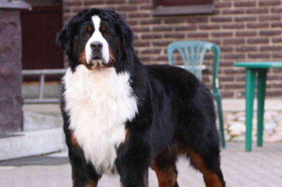 伯恩山犬为什么养的少，伯恩山犬缺点太多没人养