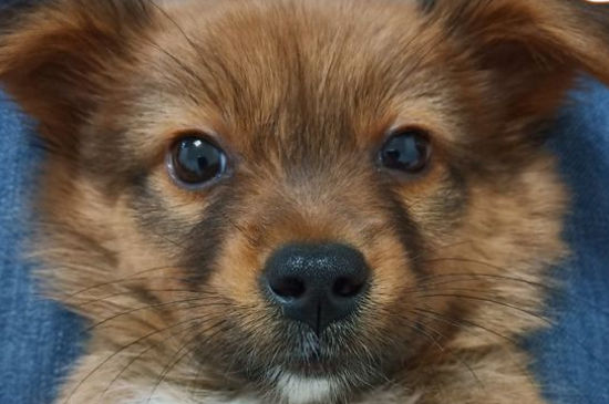 狗狗拉出来白色长虫子