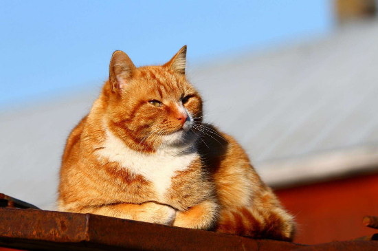 猫可以吃猪肉吗