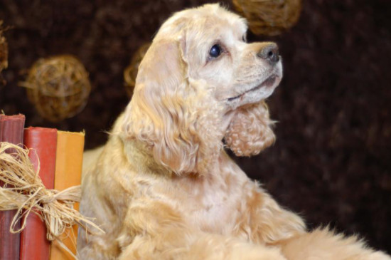 可卡犬智商相当于几岁