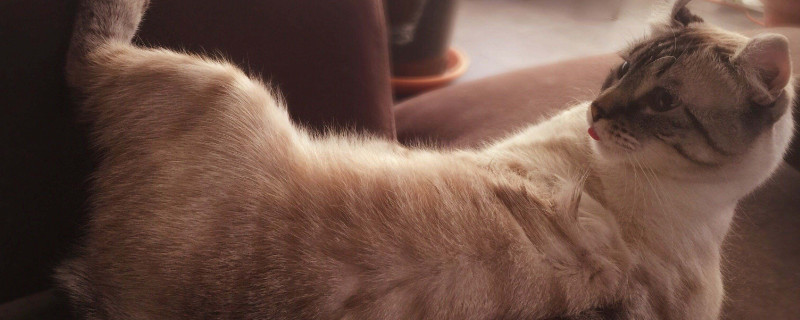 猫猫能吃蛋白吗，小猫吃蛋白会怎么样