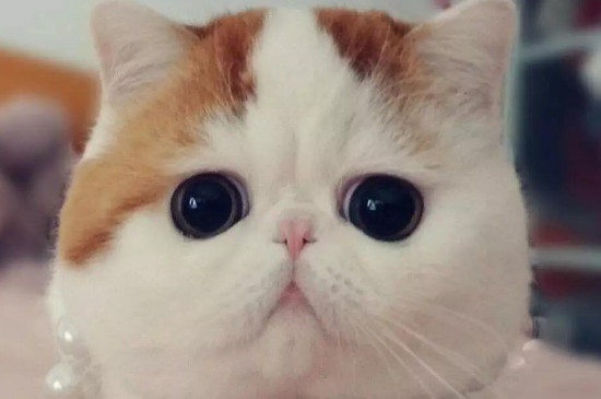 母猫会发腮吗