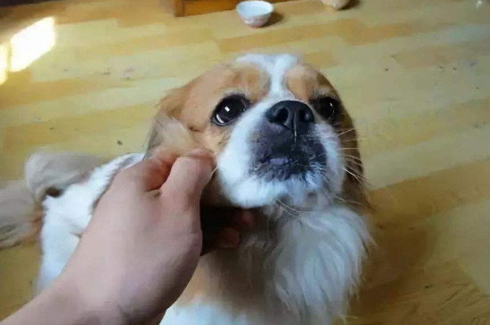细小病毒会传染人吗
