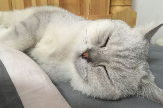 猫为什么叫狸奴