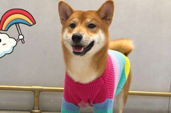 柴犬太淘气了怎么办