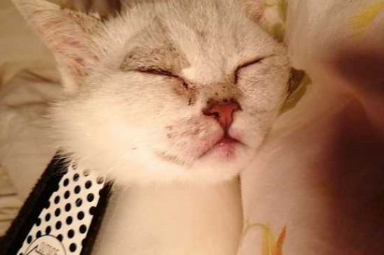 猫咪眼角红红的怎么回事