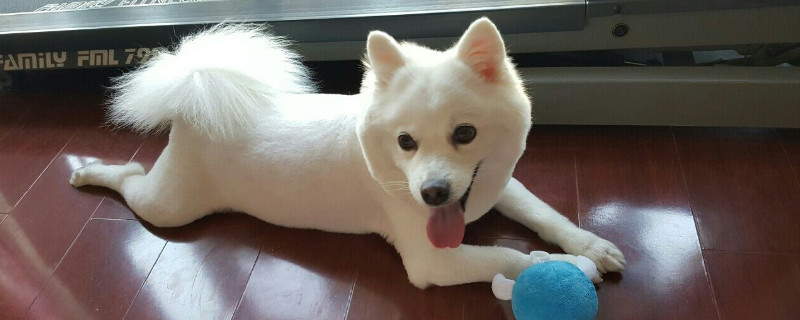 狗吐黄水有泡沫