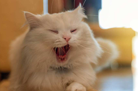 猫咪对主人哈气是什么意思