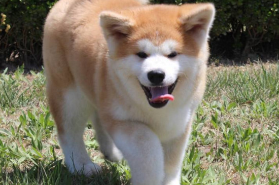 秋田犬幼犬怎样看品相