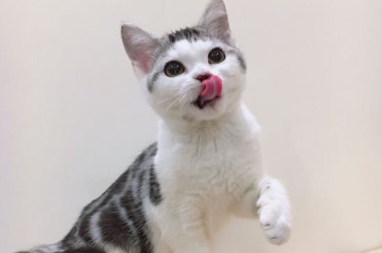 猫为什么要绝育