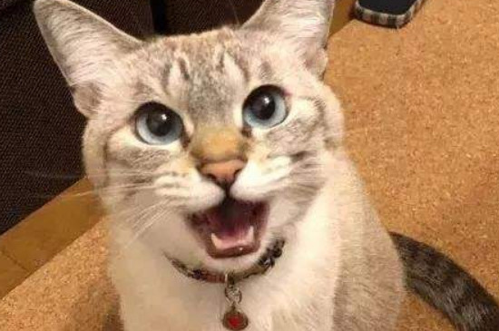 猫发情时间持续太久怎么办?