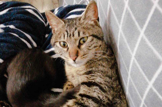 猫会自己排出死胎吗
