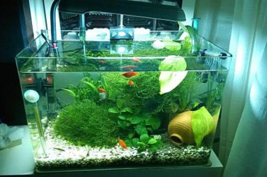 高锰酸钾鱼缸消毒方法