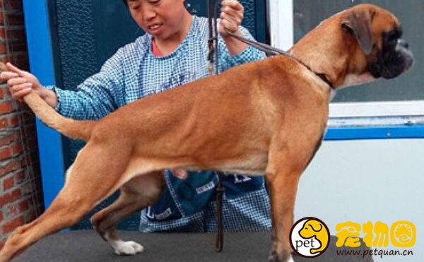 因为丑而冷门的拳师犬，实际上温顺又好养