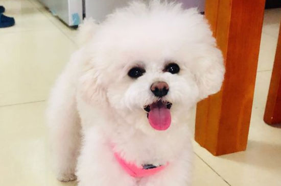 狗狗眼睛充血怎么回事