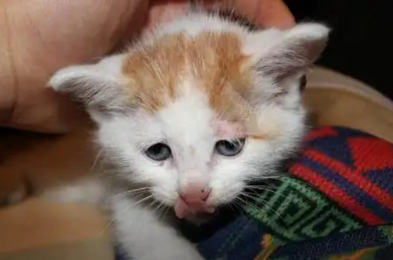 猫咪嘴巴有腥臭味正常吗