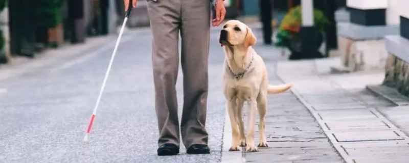 导盲犬小q是什么狗