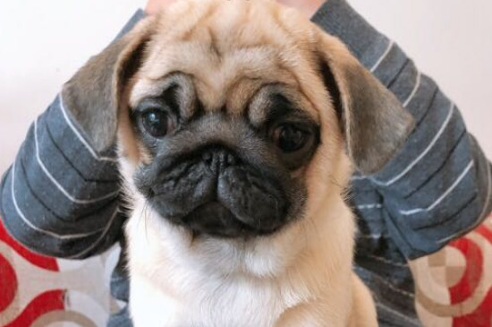 巴哥犬性格怎么样，巴哥犬的性格优缺点