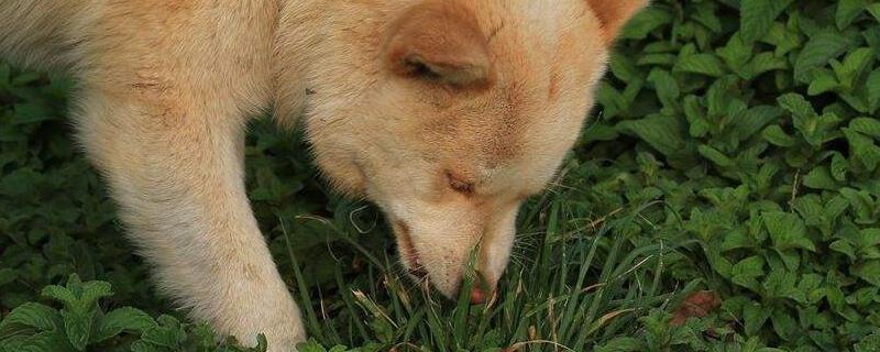 狗为什么吃草
