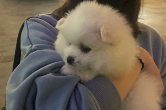狗狗打嗝是什么原因