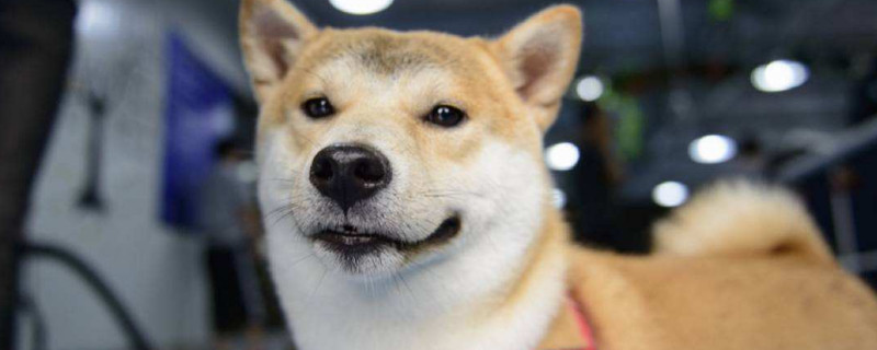 柴犬冬天可以室外养吗
