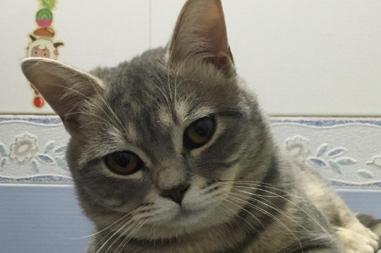 猫鼻子发白