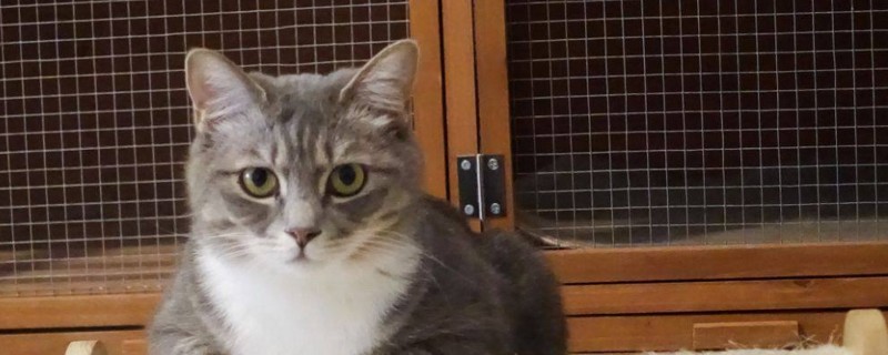 猫鼻子干燥