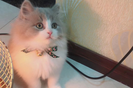 猫呼噜呼噜是什么意思