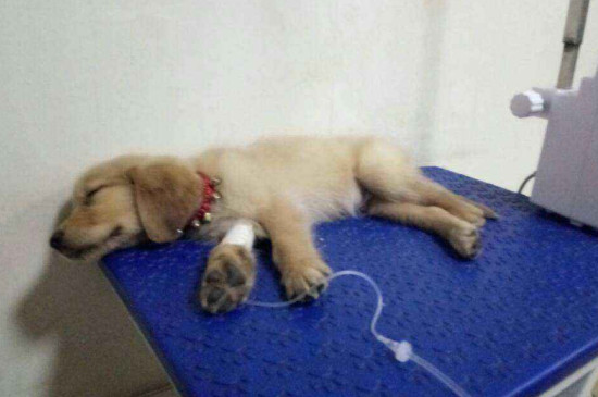 犬细小病毒的治疗方法