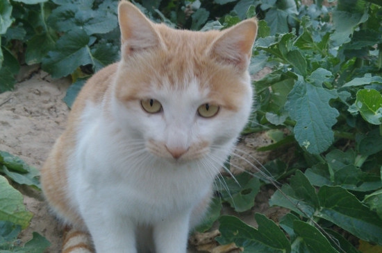 小猫拉稀带血