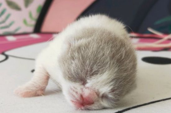 猫咪拉稀什么原因