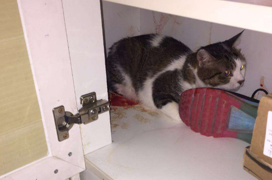 母猫尿血怎么治疗