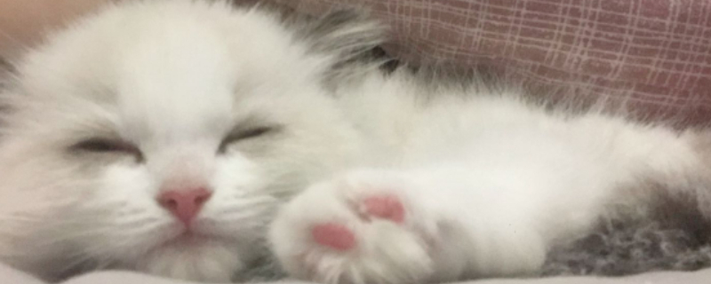 不认识的猫在门口叫