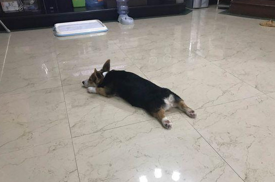 狗狗尿血是怎么回事，狗狗尿血的四大原因及救治方法