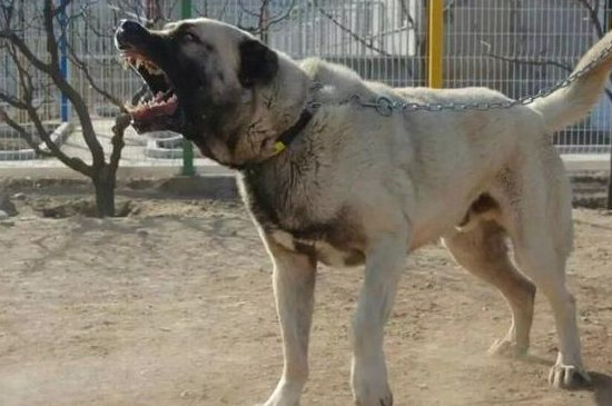 坎高犬的缺点