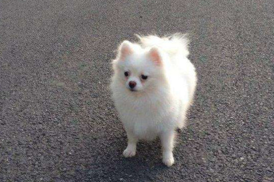 博美几个月成年