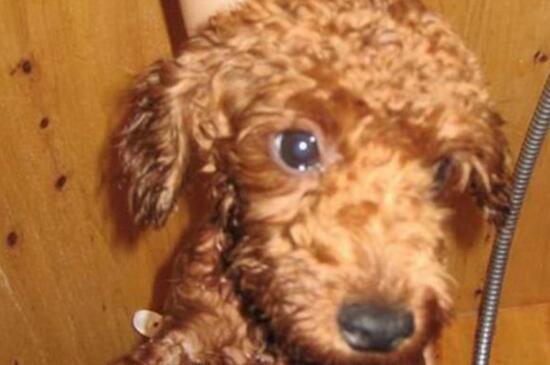 贵宾犬毛不卷怎么办